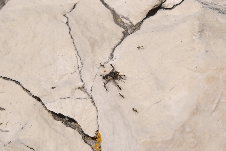 Kap Kamenjak
Ameisen mhen sich damit ab, eine tote Fliege ber eine Strecke von mindestens 5m in ihren Bau zu ziehen.
