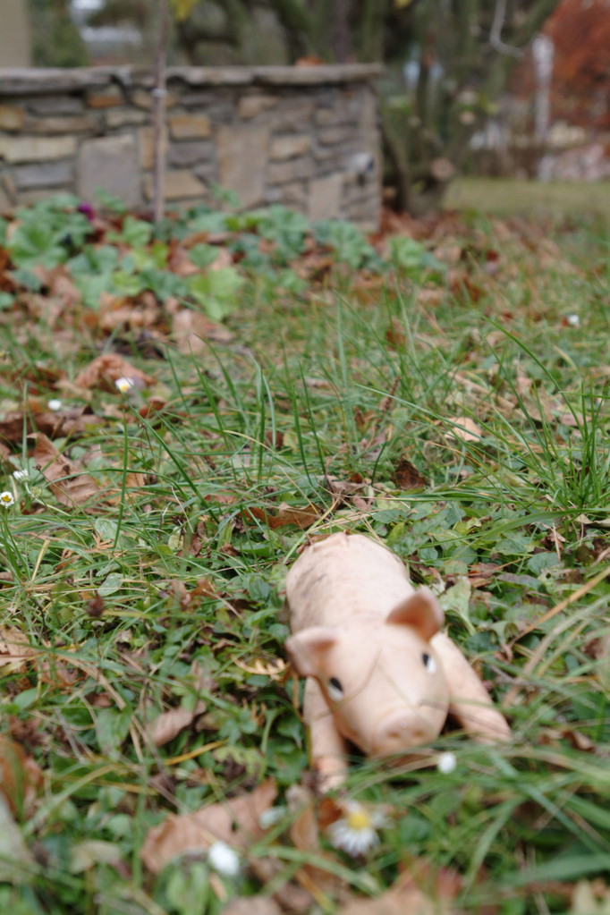 Glcksschwein im Rasen
